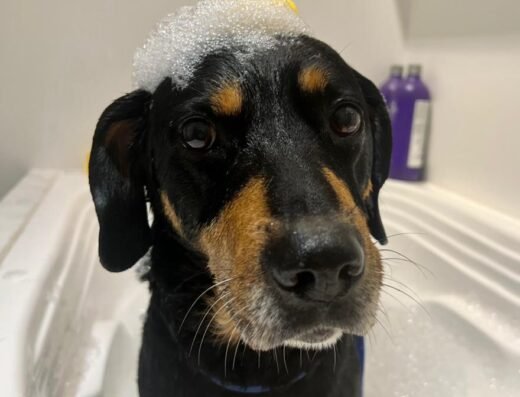 DELUXE PETS – Peluquería Canina y Felina – Manizales