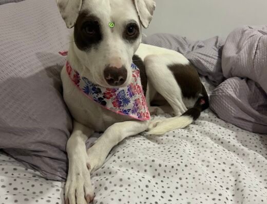 DELUXE PETS – Peluquería Canina y Felina – Manizales