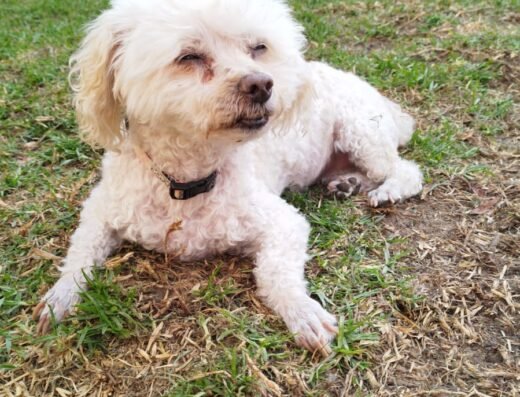 Dog Garden Calle 114