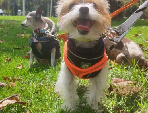 Dog Garden Calle 114