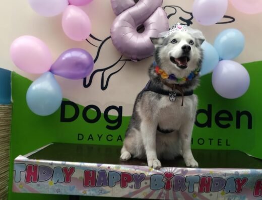 Dog Garden Calle 98
