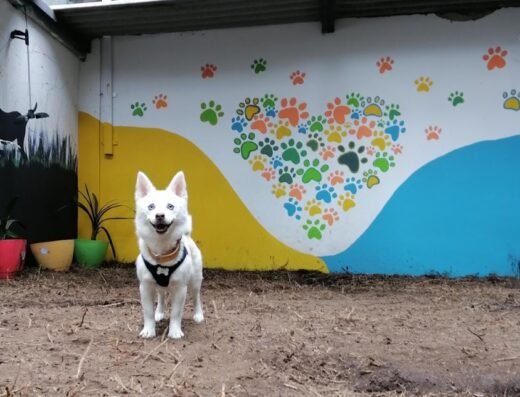 Dog Garden Calle 98
