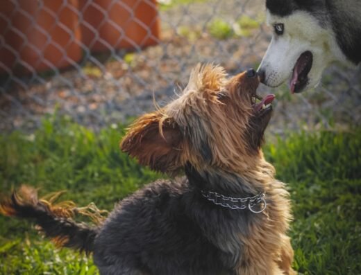 Dog Home Hotel – Guardería Canina