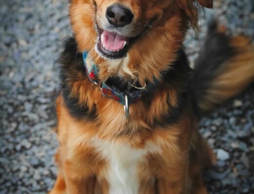 Dog Home Hotel – Guardería Canina