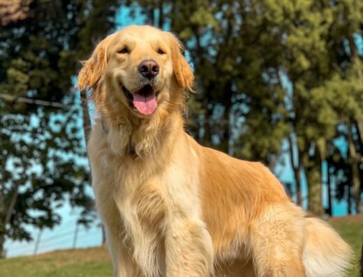 DOG LAND – COLEGIO CANINO