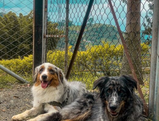 DOG LAND – COLEGIO CANINO