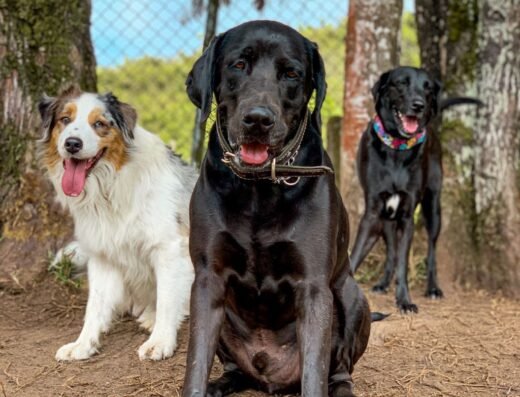DOG LAND – COLEGIO CANINO