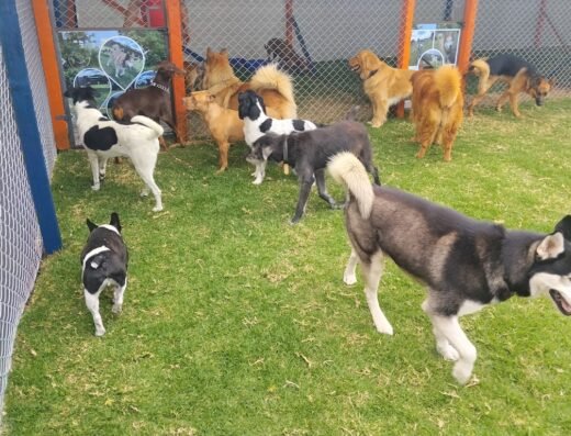 DOGGIES HOUSE