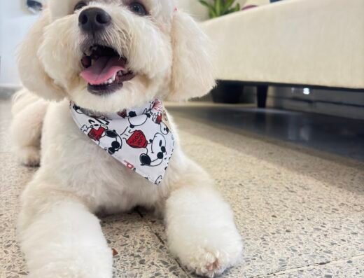 D’pelos Grooming