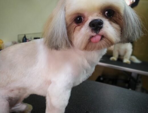 D’pelos Grooming