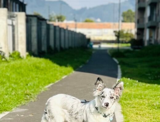 Dr. Andrés Felipe López Ruiz (Adiestramiento Canino y Psicología en Chía y Bogotá Norte)
