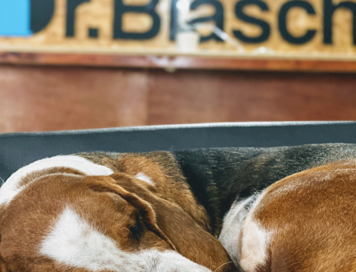 DR. BLASCHKE VETERINARIO