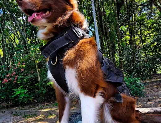 ♠Dogmaster☆Pro | Psicología canina