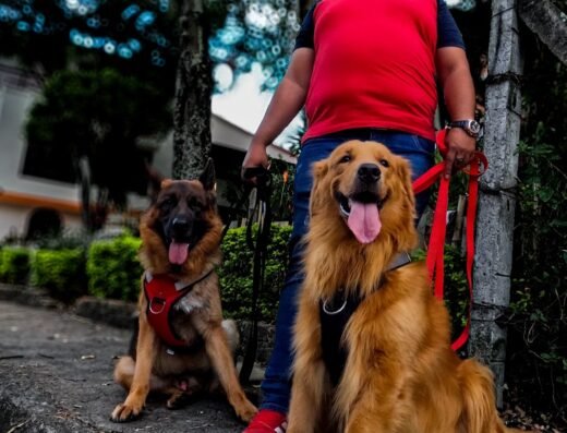 ♠Dogmaster☆Pro | Psicología canina