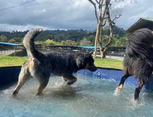 EcoPet HVO / Hotel Canino