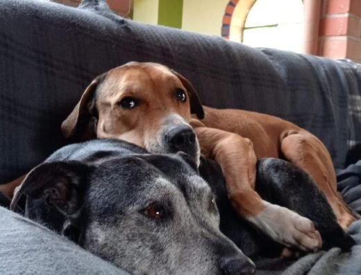 Educando Perros