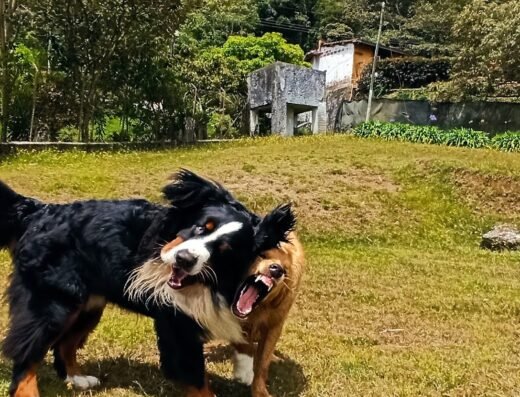 Educando Perros