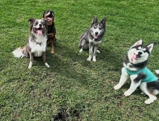 Edukan | Adiestramiento Canino Profesional en Manizales