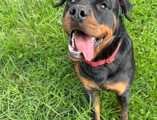 Edukan | Adiestramiento Canino Profesional en Manizales