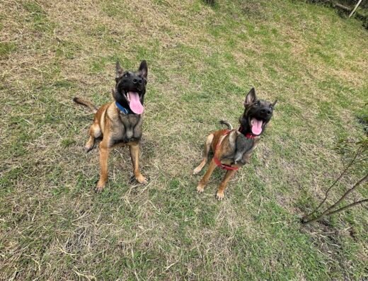 Edukan | Adiestramiento Canino Profesional en Manizales