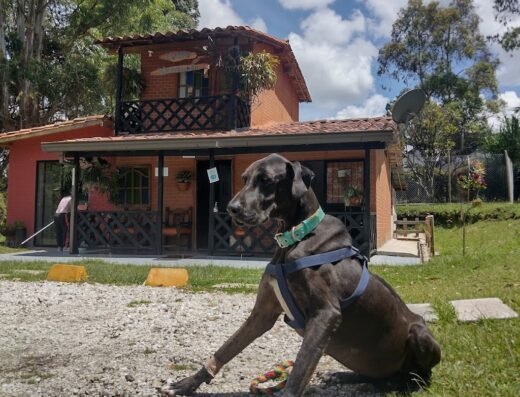 El EDEN veterinaria ,Guarderia,Estetica Canina el Edén