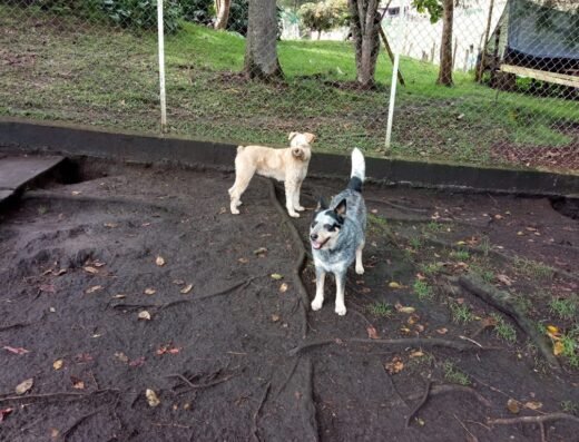 Embrujo Canino