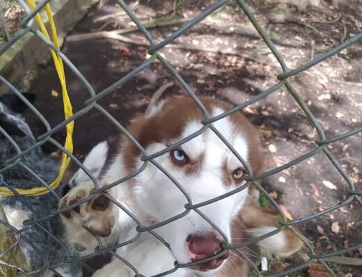 Embrujo Canino