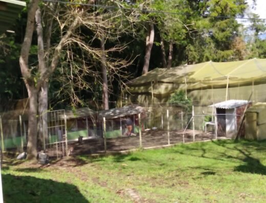 Embrujo Canino