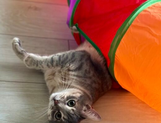 entregatto