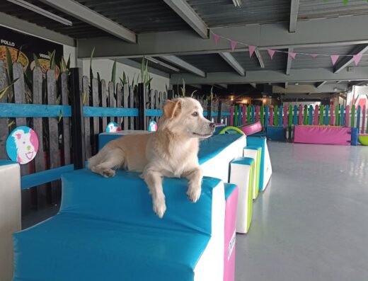 Escuela Canina Colombiana
