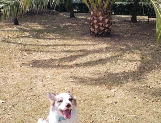 Escuela de adiestramiento Canino Romero
