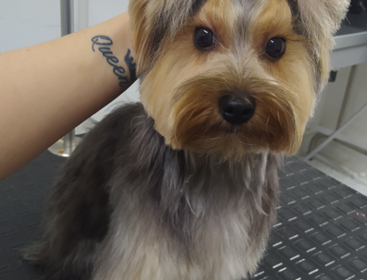EsteticanPet
