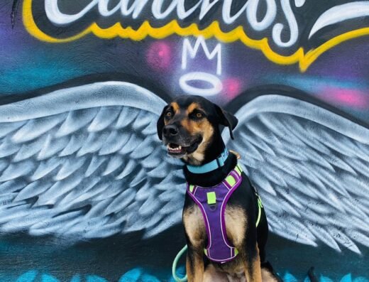Exploradores Caninos. Guarderia y Pet Shop