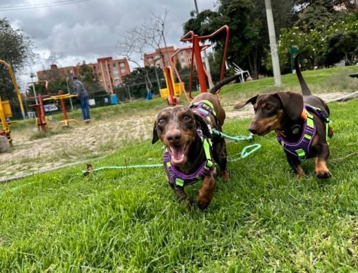 Exploradores Caninos. Guarderia y Pet Shop