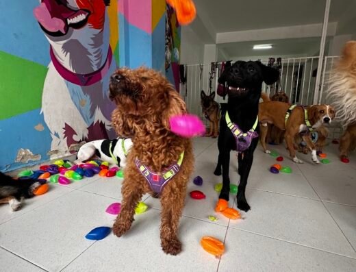 Exploradores Caninos. Guarderia y Pet Shop