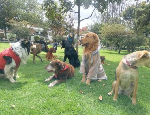 Familia perruna