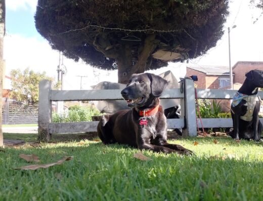 Familia perruna
