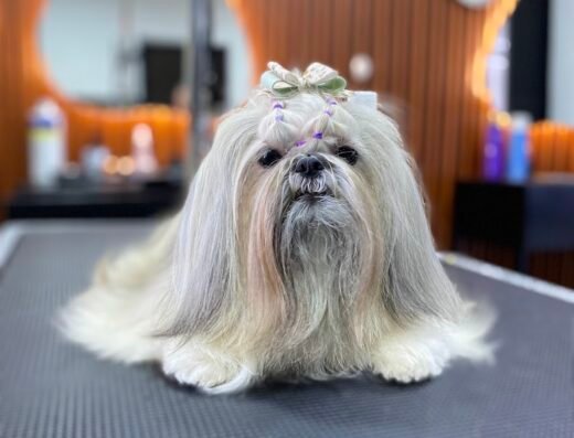 Fans de pelos – Spa y guardería canina en Rionegro