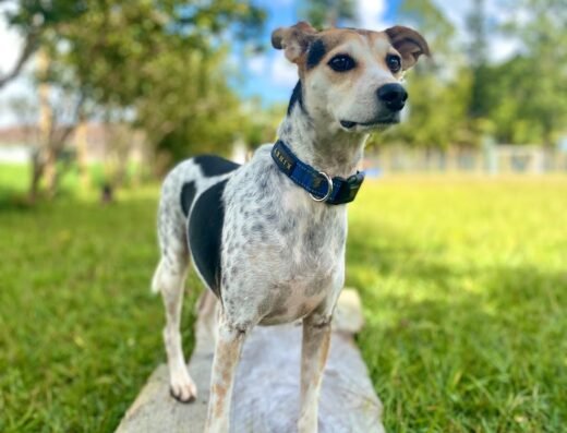 Fans de pelos – Spa y guardería canina en Rionegro