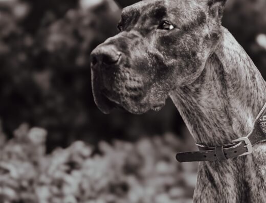 Fotografía de Mascotas en Bogotá | Animal Studio