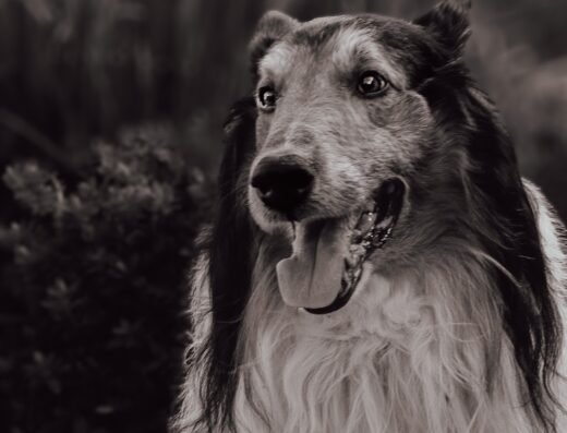 Fotografía de Mascotas en Bogotá | Animal Studio
