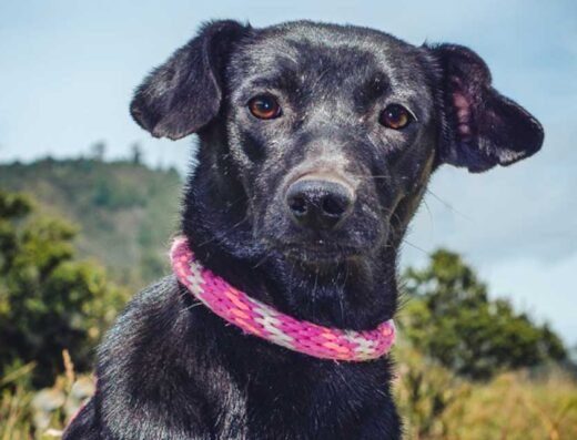 Negrita
