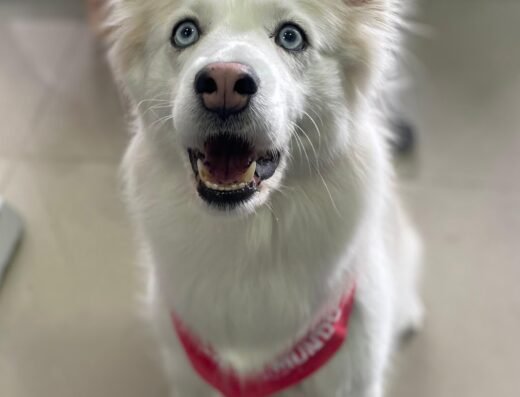 Gogo Pets | Peluquería Canina en Bogotá – Pet Shop y Spa para Mascotas en Salitre