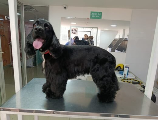 Gogo Pets | Peluquería Canina en Bogotá – Pet Shop y Spa para Mascotas en Salitre