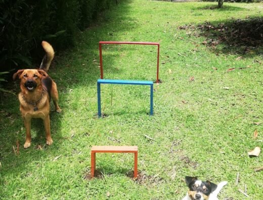 Guarderia Campestre Familia Canina