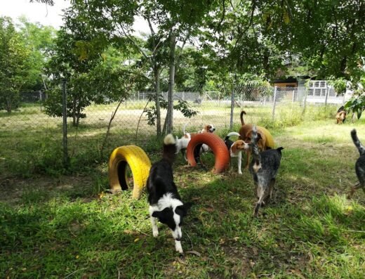 Guarderia canina campestre Doggy Tech – Colegio Y Hotel Canino