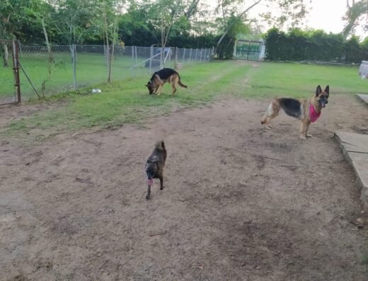 Guarderia canina campestre Doggy Tech – Colegio Y Hotel Canino