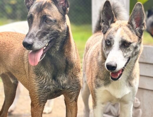 Guarderia Canina Montverde Ibagué