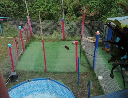 Guardería canina y adiestramiento canino en Manizales