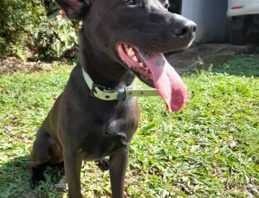 Guardería Canina y Caminatas Gordon
